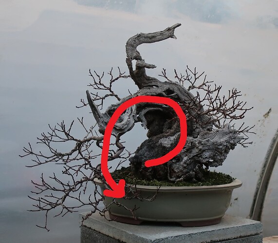 2025 11 03 Cotinus coggygria (2virt)