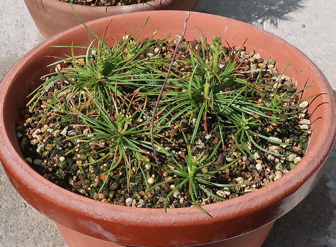 pinus pentaphylla semis 2025 04 02