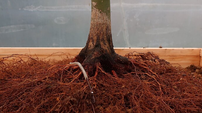 acer palmatum deshojo 2024 02  22 (9)