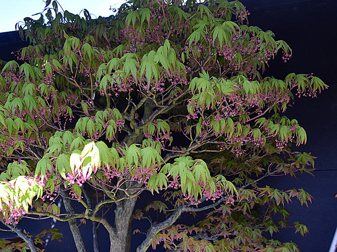 fleurs acer 2
