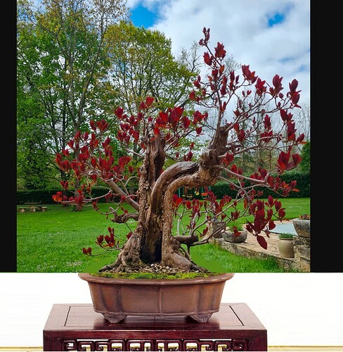 ___________DSCN01virt1-17