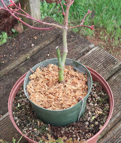 acer palmatum seigen 2026 03 11 (5)