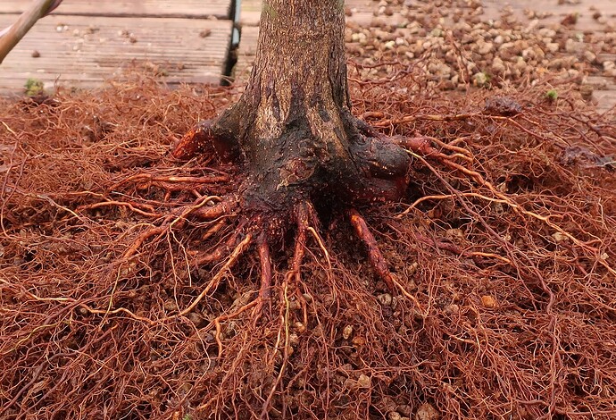 acer palmatum deshojo 2024 02  22 (3)