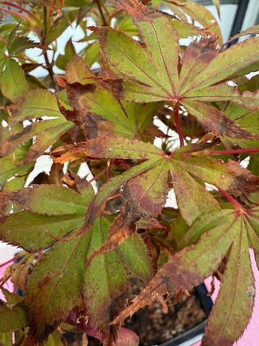 acer