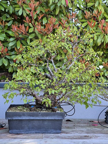 WhatsApp Image 2025-04-06 à 22.51.12_60070635