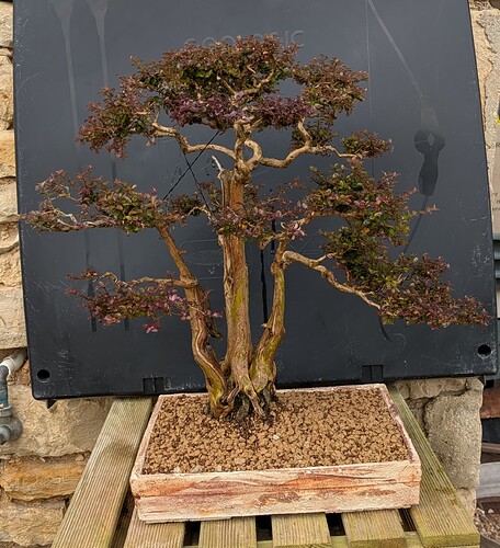 PXL_20250221_113532995