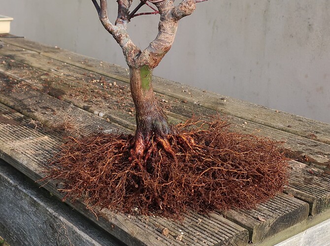 acer palmatum deshojo 2021 03 02 (5)