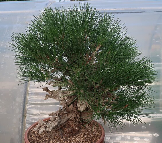 pin thunberg corticosa 2024 10 03 (2)