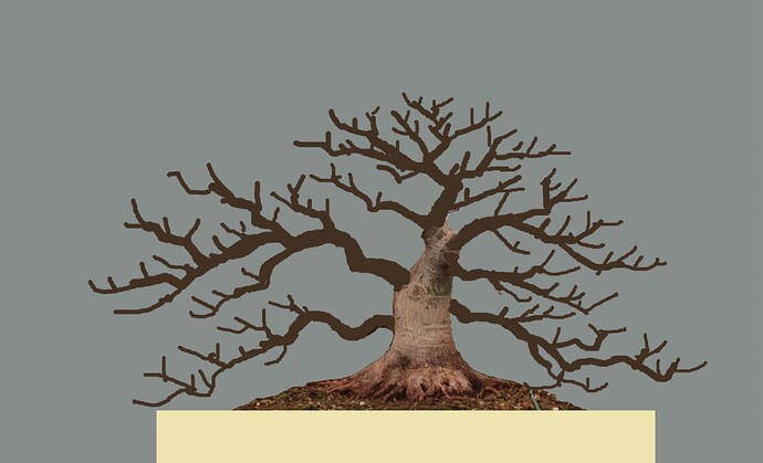 acer palmatum beni tsukasa 2024 11 07 (1virt2)