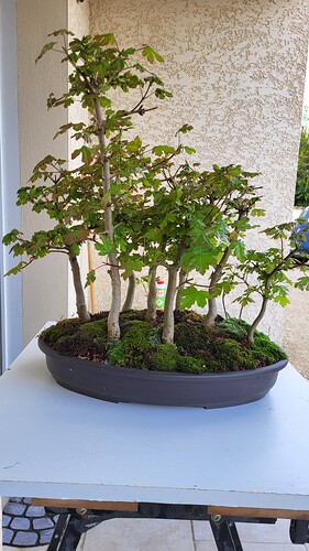 20250419_171725_resized