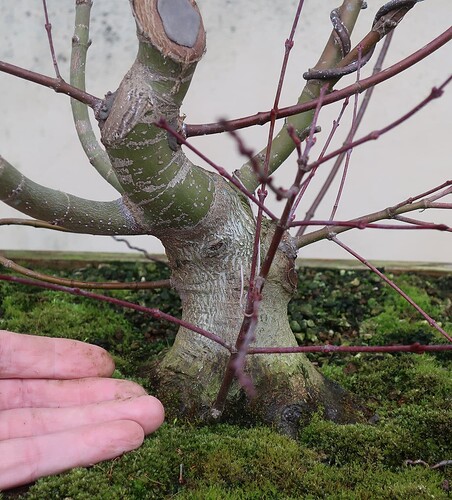 acer palmatum beni chidori 2025 02 21 (2)