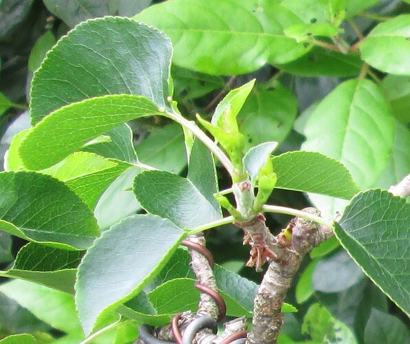 ste lucie 2018 05 30 002