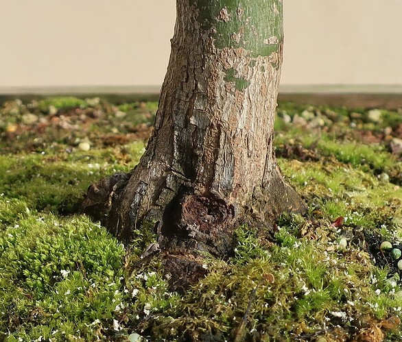 acer palmatum deshojo 2023 08 30 (6)