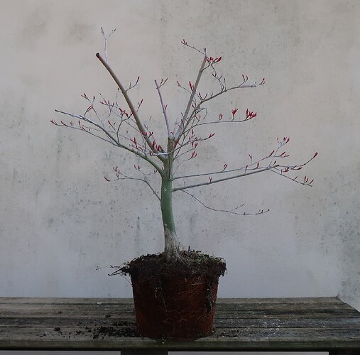 acer palmatum deshojo 2022 03 24 (2)