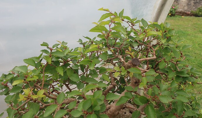 carpinus coreana 2025 05 27 (2)