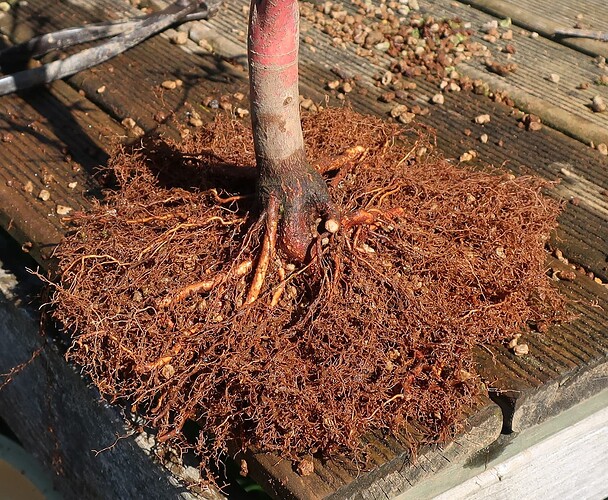 acer palmatum senkaki 2023 04 04 (8)