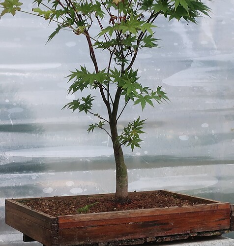 acer palmatum senkaki 2025 07 07 (11)