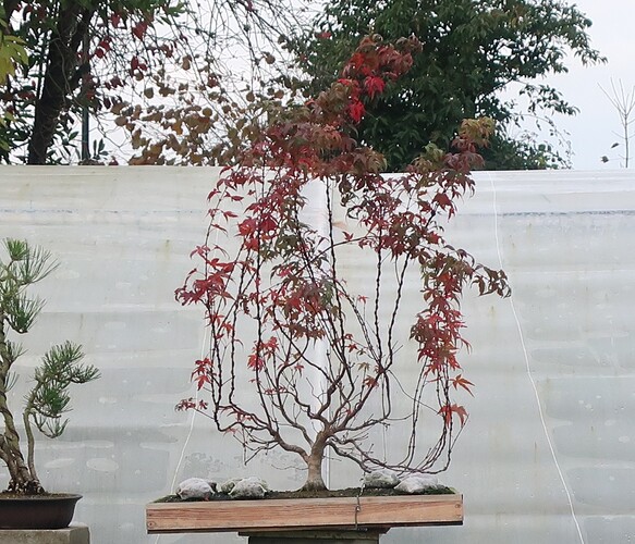 acer palmatum beni tsukasa 2019 11 21 001