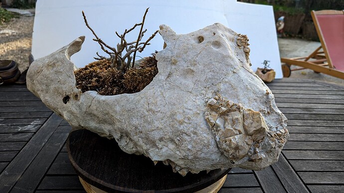 figuier pierre (4 sur 8)