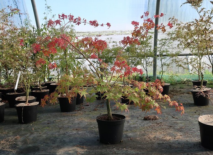 acer palmatum deshojo 2021 09 29 (1)