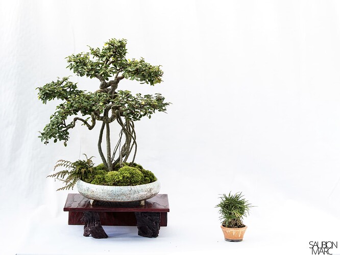 Ummus parvifolia 1