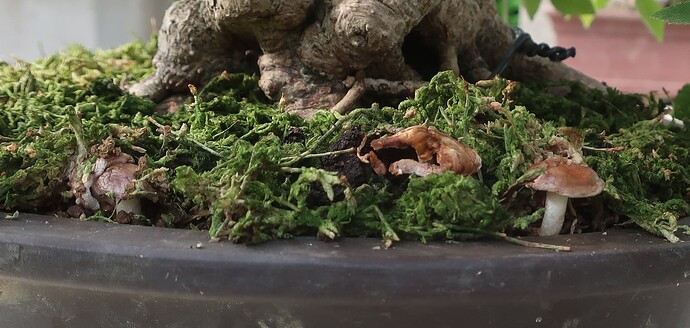 carpinus coreana 2025 07 28 (1)