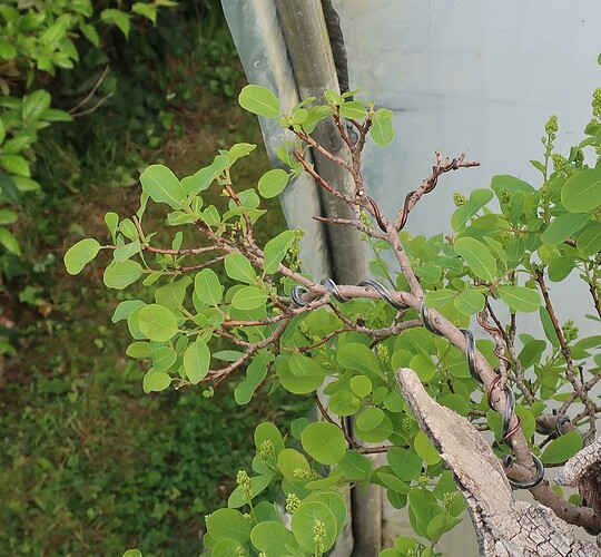 2025 04 28 Cotinus coggygria (4)