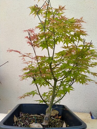 IMG20250427151216