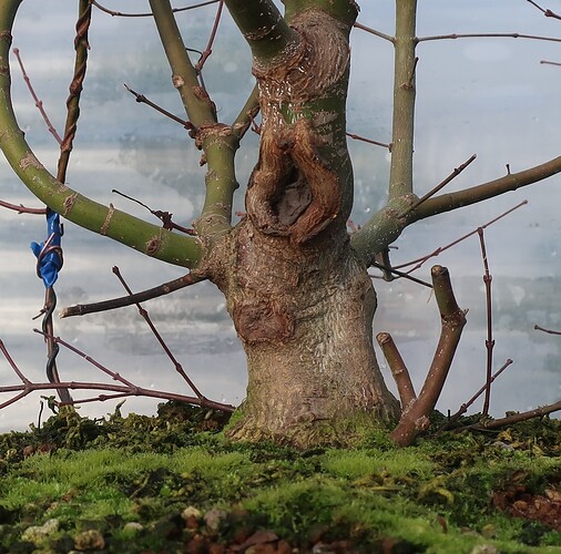 acer palmatum beni chidori 2025 11 18 (4)