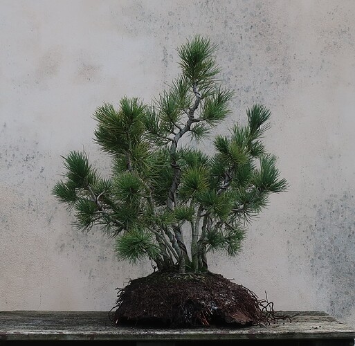 pin flexible 2025 11 26 (4)