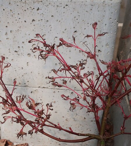 acer palmatum seigen 2026 04 01