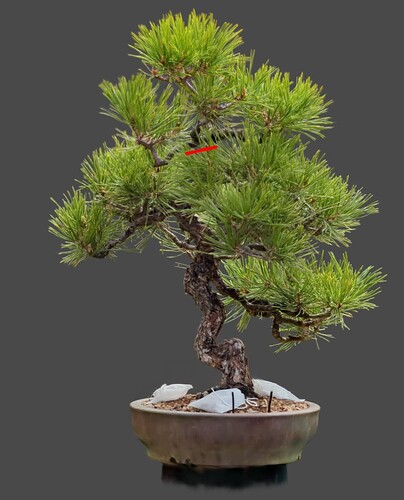 front_red_pine_cut