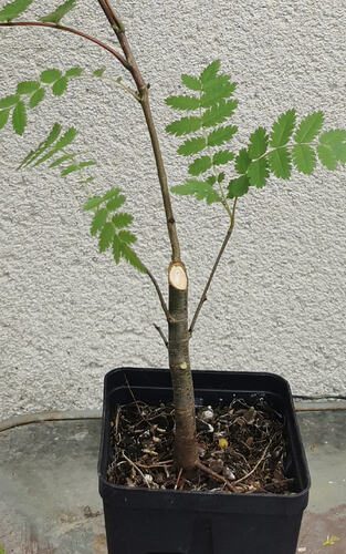 Screenshot_20260802_001753_com.lapoteriedubonsai.la_collec_de_bonsai_edit_5040080059126