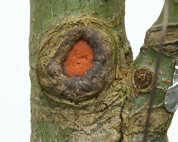 cicatrice arr 20241218