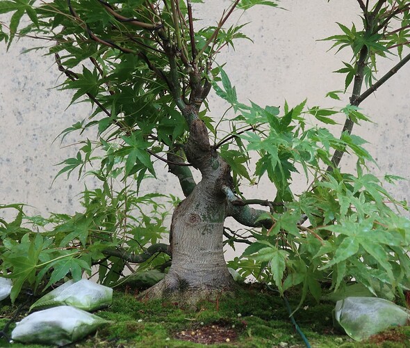 acer palmatum beni tsukasa 2024 07 02 (3)