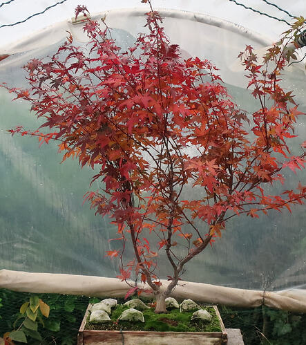 acer palmatum beni chidori 2020 11 09 001
