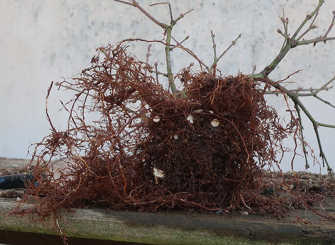 acer palmatum arakawa 2026 03 02 (5)