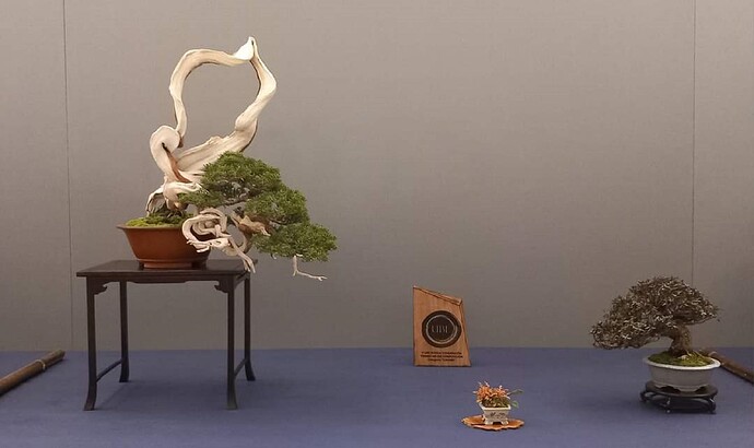 juniperus sabina UBE2024 (2)