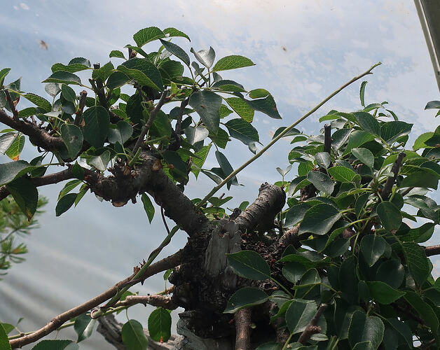 prunus mahaleb ikigai 2024 06 03 (3)