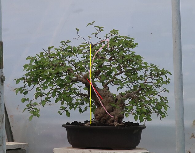 carpinus coreana 2025 04 22 (1virt)