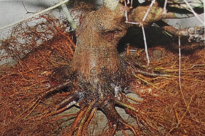 Ebihara peripheral roots2