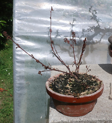 acer palmatum seigen 2026 06 01