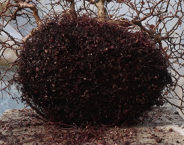 carpinus coreana 2025 03 13 (6)