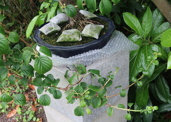 hydrangea petiolaris cordifolia 2026 06 10 (2)