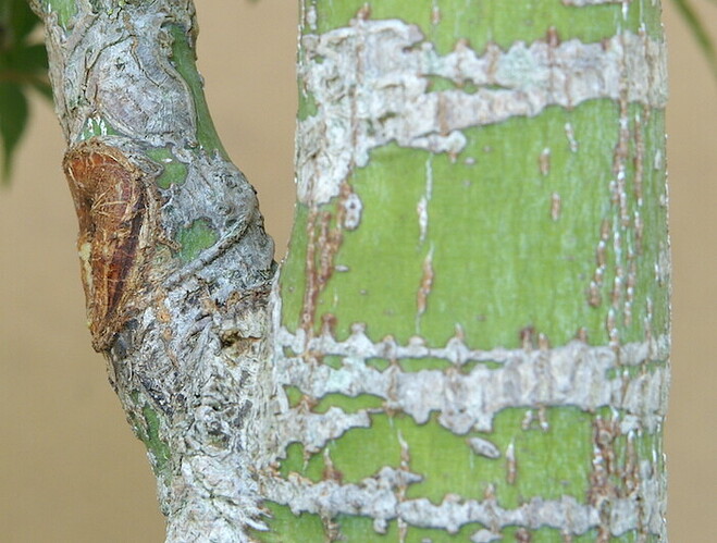 cicatrice basse avant 20250817