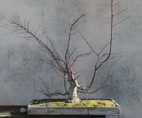 acer palmatum beni tsukasa 2026 02 25 (1)