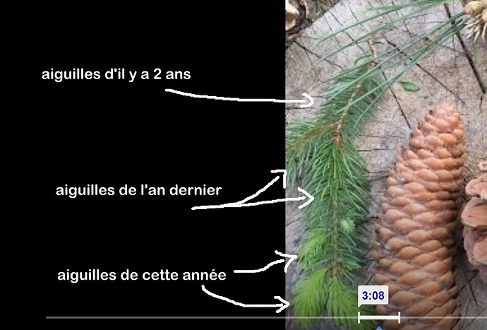 ___________DSCN01-1virt2