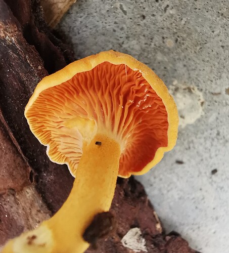 IMG_20251106_153406_edit_59395400033124