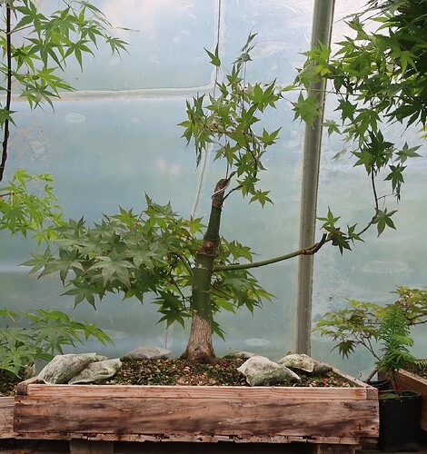 acer palmatum deshojo 2025 05  21 (2)