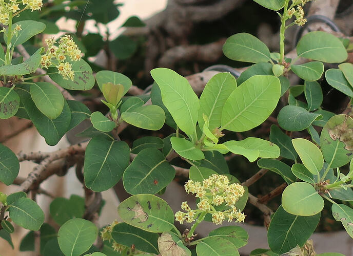 2026 08 19 Cotinus coggygria  (2)